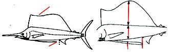 Istiophorus albicans_claves.jpg